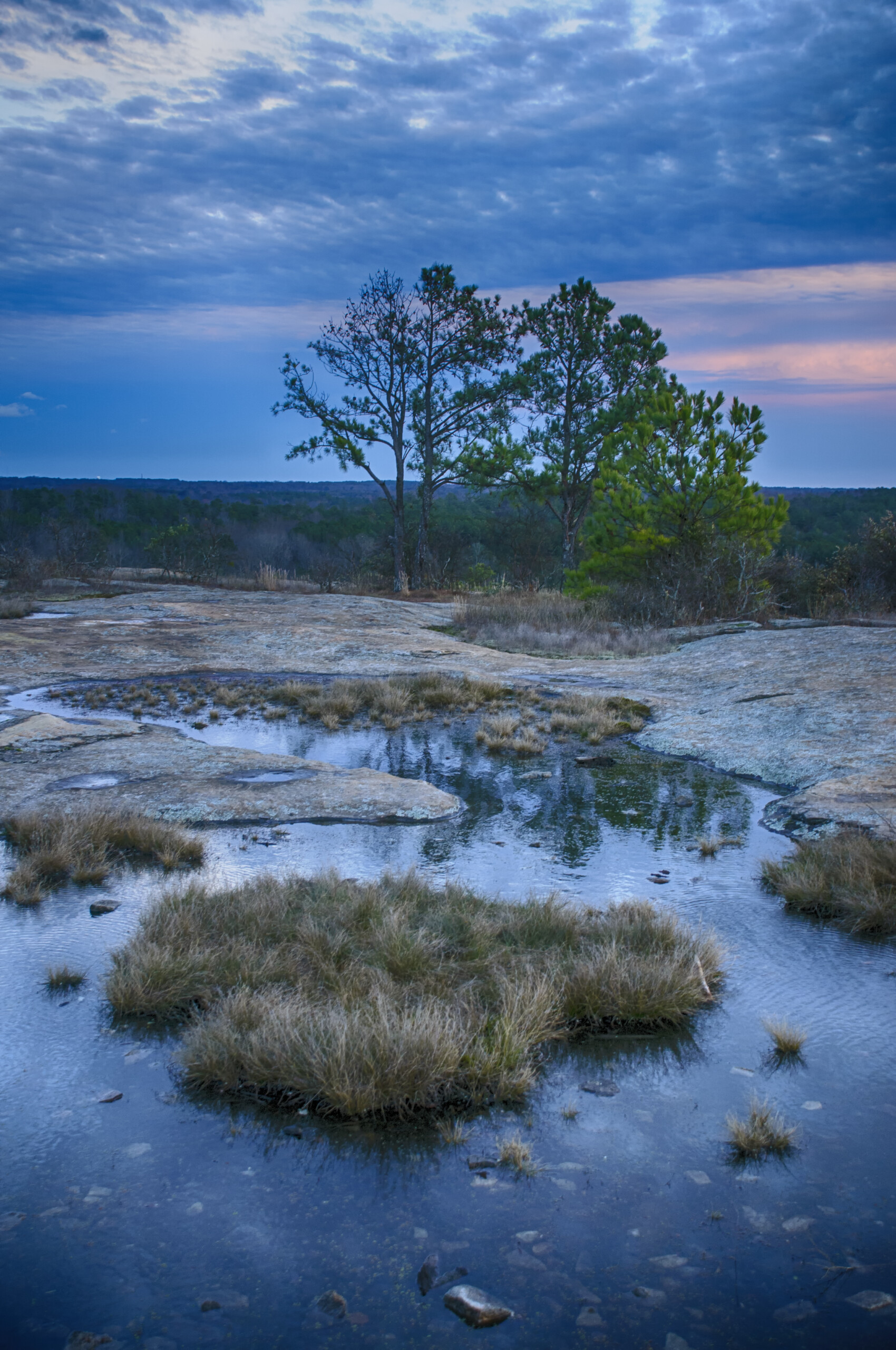 Rock pools and pines at dusk